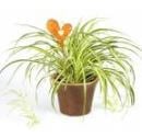 Easy to grow and low light -Spider Plant
