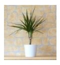 Easy to grow and low light -Dragon Tree