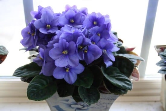 an african violet plant with green leaves surrounding it