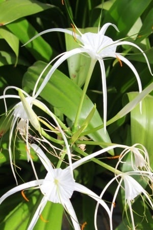 a beach spider lily covered on top of its leaves