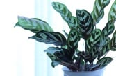 a calathea makoyana, parlor plant, in a white flower pot with 