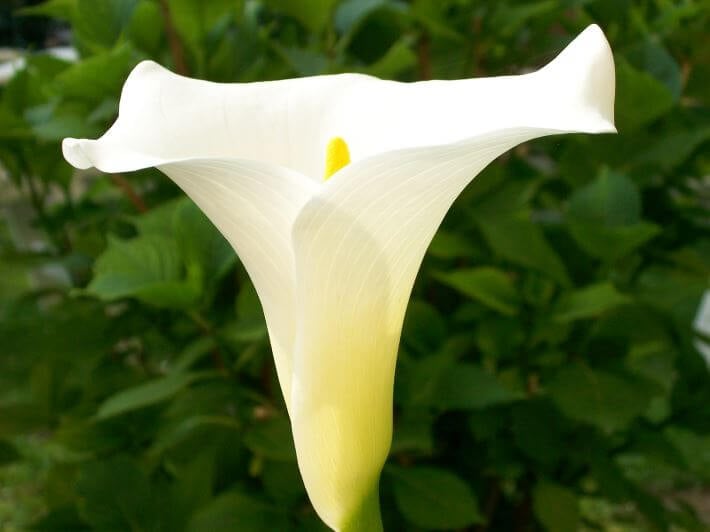white Calla Lily houseplants