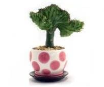 Succulent Houseplants -Coral Cactus