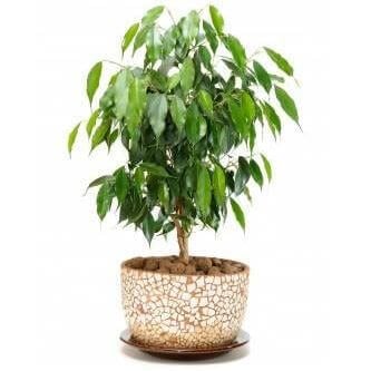 a weeping fig air purifying house plant in a brown ceramic pot with white background