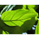 Ficus Plants Fiddle Leaf Fig