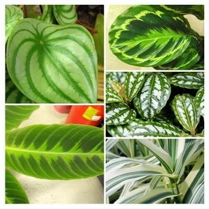 House plant Types - Searchable Categories, Tips, and Guides