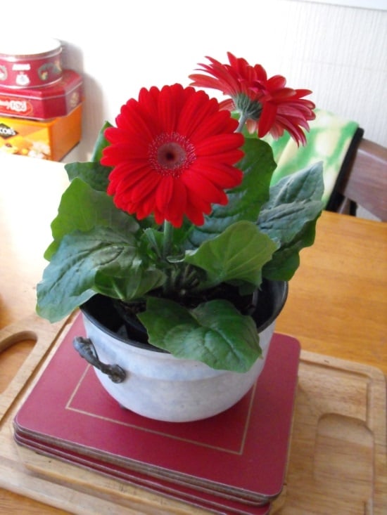 a white pot with a red barberton Daisy surrounded with green leaves houseplants