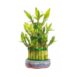 Easy to grow and low light -Bamboo
