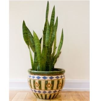 snake plant potted