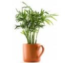Easy to grow and low light -Parlor Palm