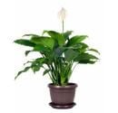 Easy to grow and low light -Peace Lily