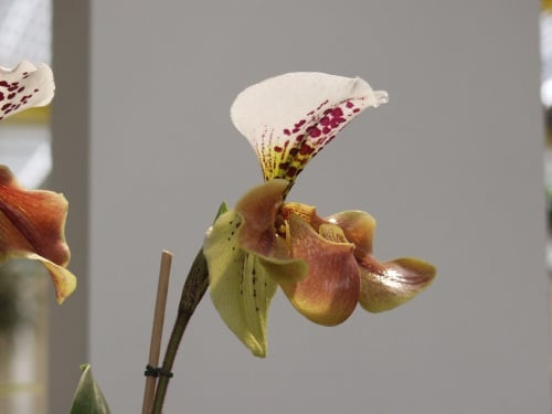 a slipper orchid inside a house