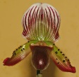 Slipper Orchid - Paphiopedilum