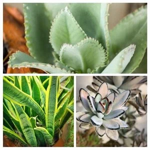 succulent house plant collage