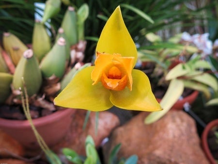 a yellow lycaste orchid