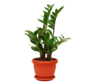 Easy to grow and low light -ZZ Plant