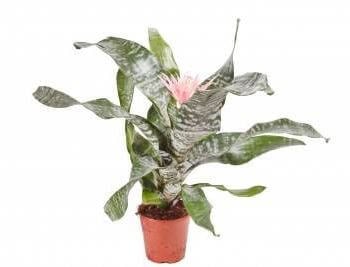 Urn Plant - Aechmea - Silver or Pink