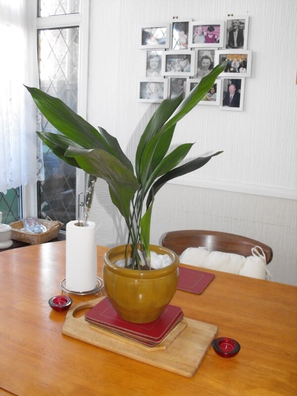 a cast iron plant on a light brown flower pot placed on a dining table inside a white painted room with picture frames in the background