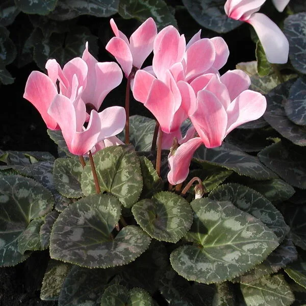 Cyclamen Persicum: House Plants Guide and Care Tips