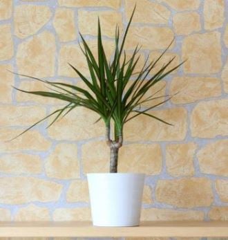 The Madagascar Dragon Tree, a great statement piece