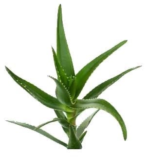 Aloe Vera poisonous houseplant