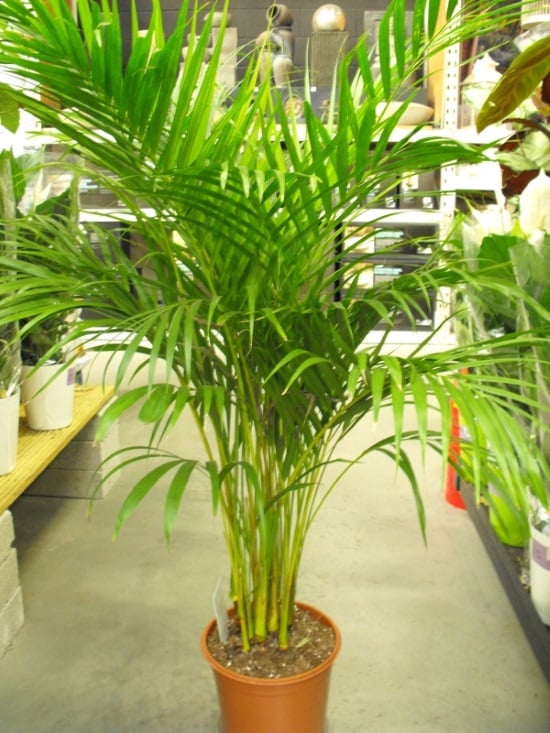 Areca Palm in store