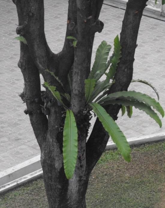 a bird's nest fern growing on a tree branch