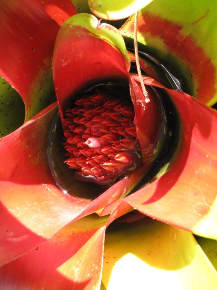 red blushing bromeliad houseplants