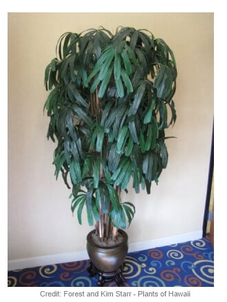 a broadleaf lady palm in a pot placed in the corner oof the room