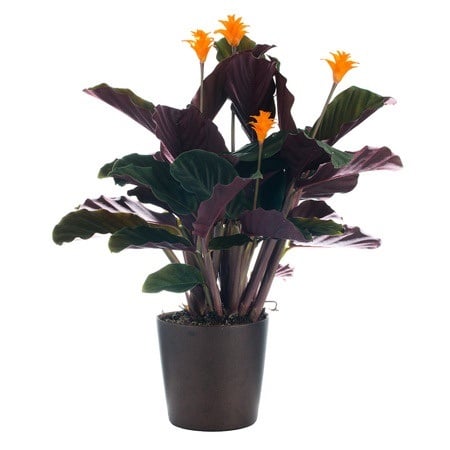 an Eternal Flame plant on a pot with a white background