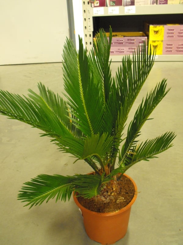 Sago Palm poisonous houseplant
