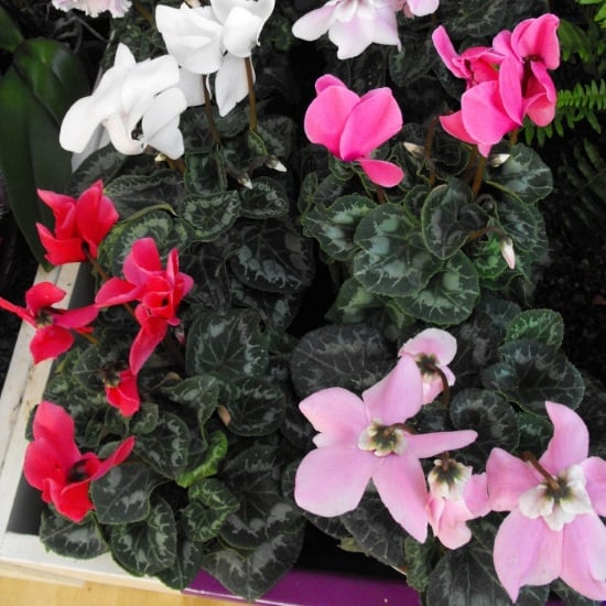 a Cyclamen Persicum plant with red, white, and pink flowers