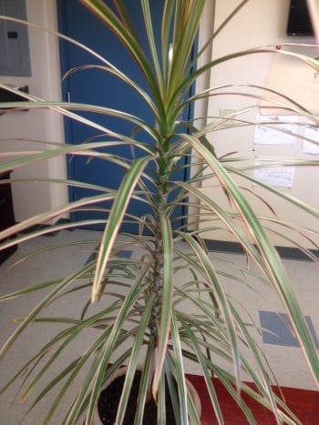 Madagascar Dragon Tree with leaves up the stem