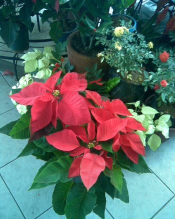 a red poinsettia plant placed on the tiled floor