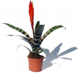a flaming sword plant in a brown flowering pot with a white background