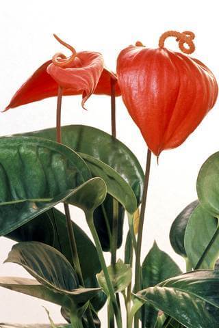 a flamingo flower plant with its green leaves and red flower