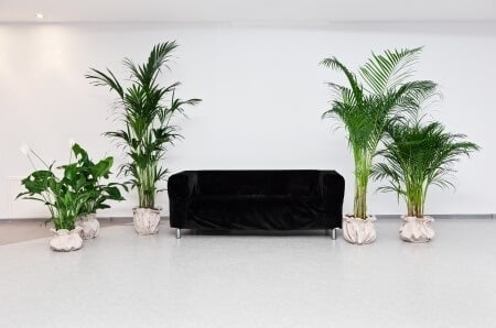 Humidity and Indoor Plants Guide