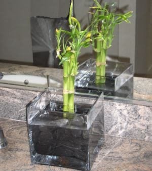 bamboo plants in water