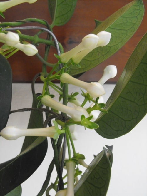 a Madagascar Jasmine plant inside a house