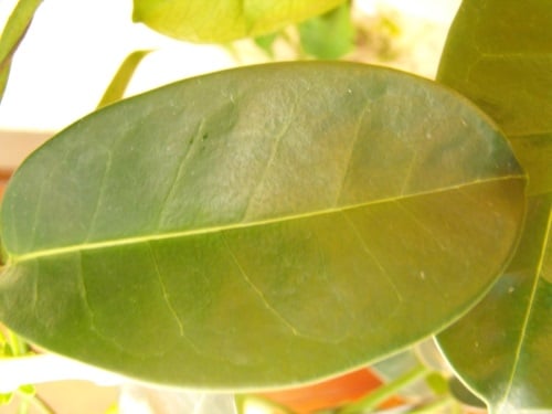 Leaf of Madagascar Jasmine