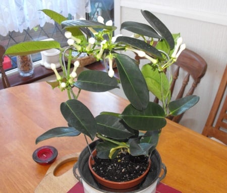 Madagascar Jasmine plant