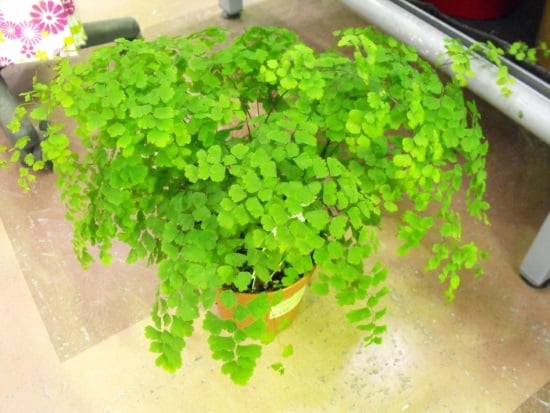 a maidenhair fern with its green leaves placed inside a flwoer shop