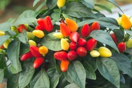 an ornamental pepper plant with its red and yellow fruits