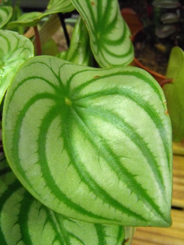 Watermelon Peperomia - Care and Growing