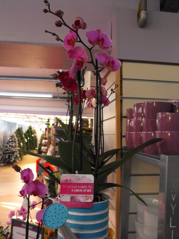 moth orchids with pink flowers inside a house