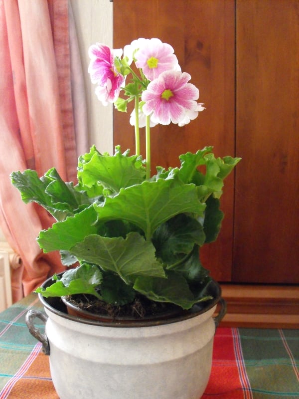 a poison primrose on a white flower pot inside a room with a cabinet and curtain in the background