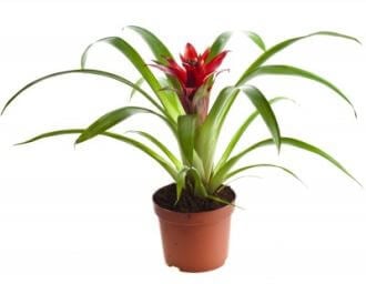 a scarlet star plant with pink flower and green leaves in a flower pot with white background