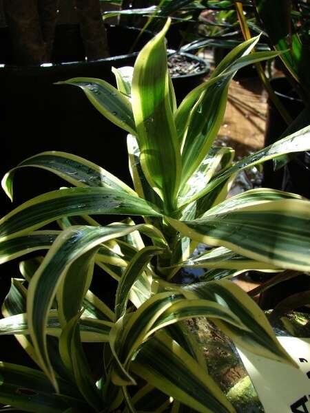 Song of India poisonous houseplant