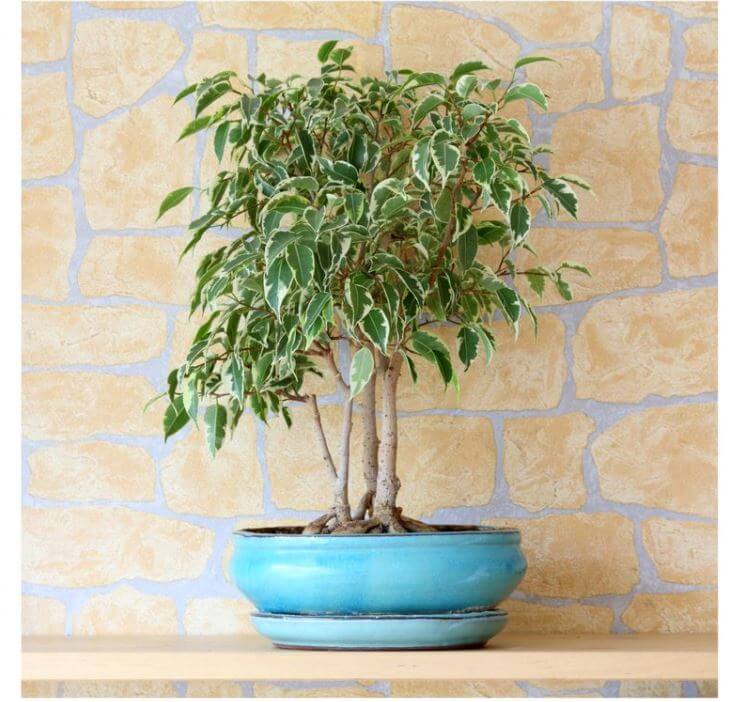 weeping fig poisonous houseplant