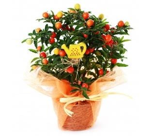 a colorful winter cherry plant on a flower pot covered with an orange cover
